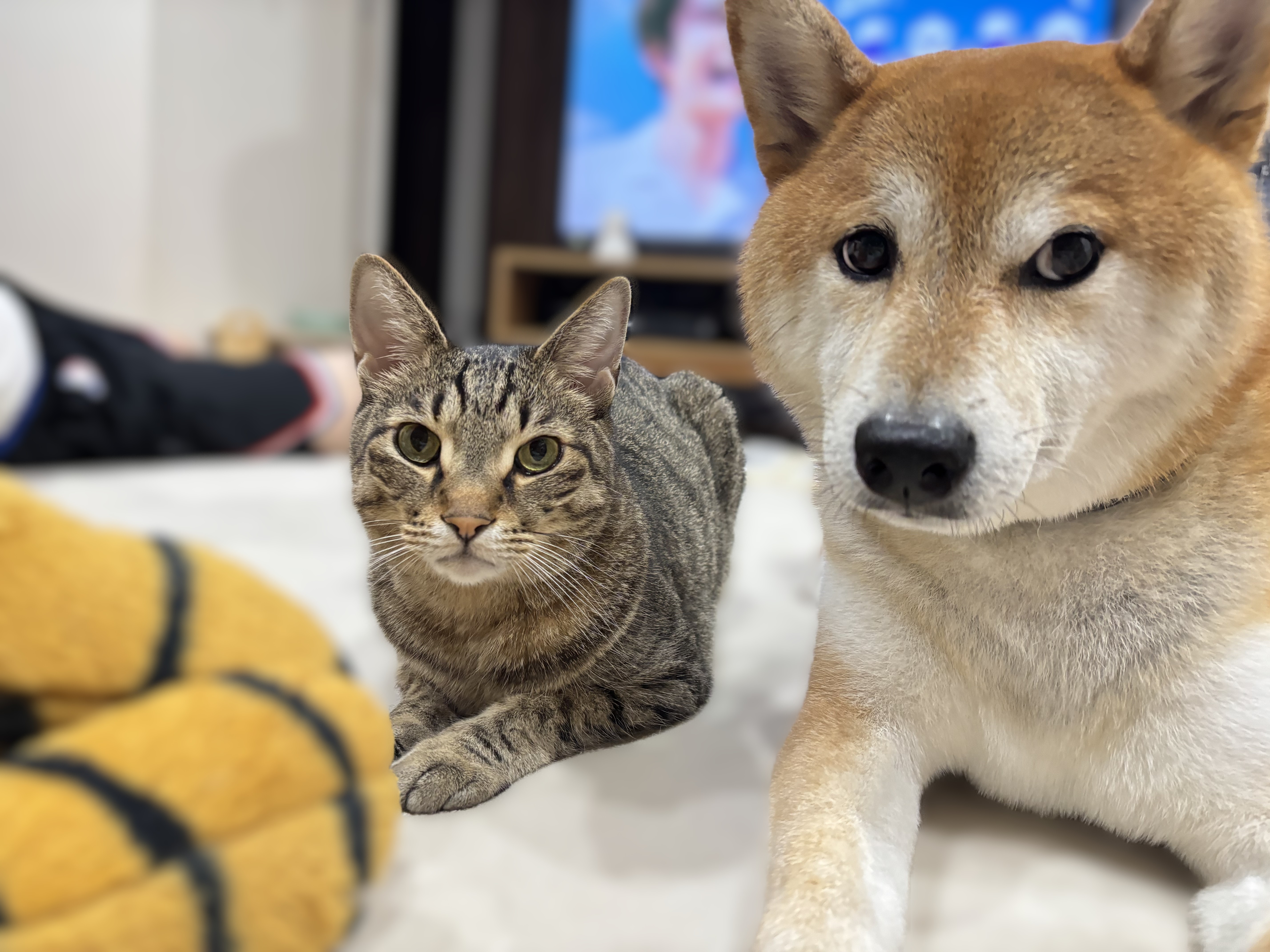 うわ~食ってる食ってる‥<br>またそんなに食ってるよ~‥<br><br>お母‥それはさずがにヤバイにゃ‥