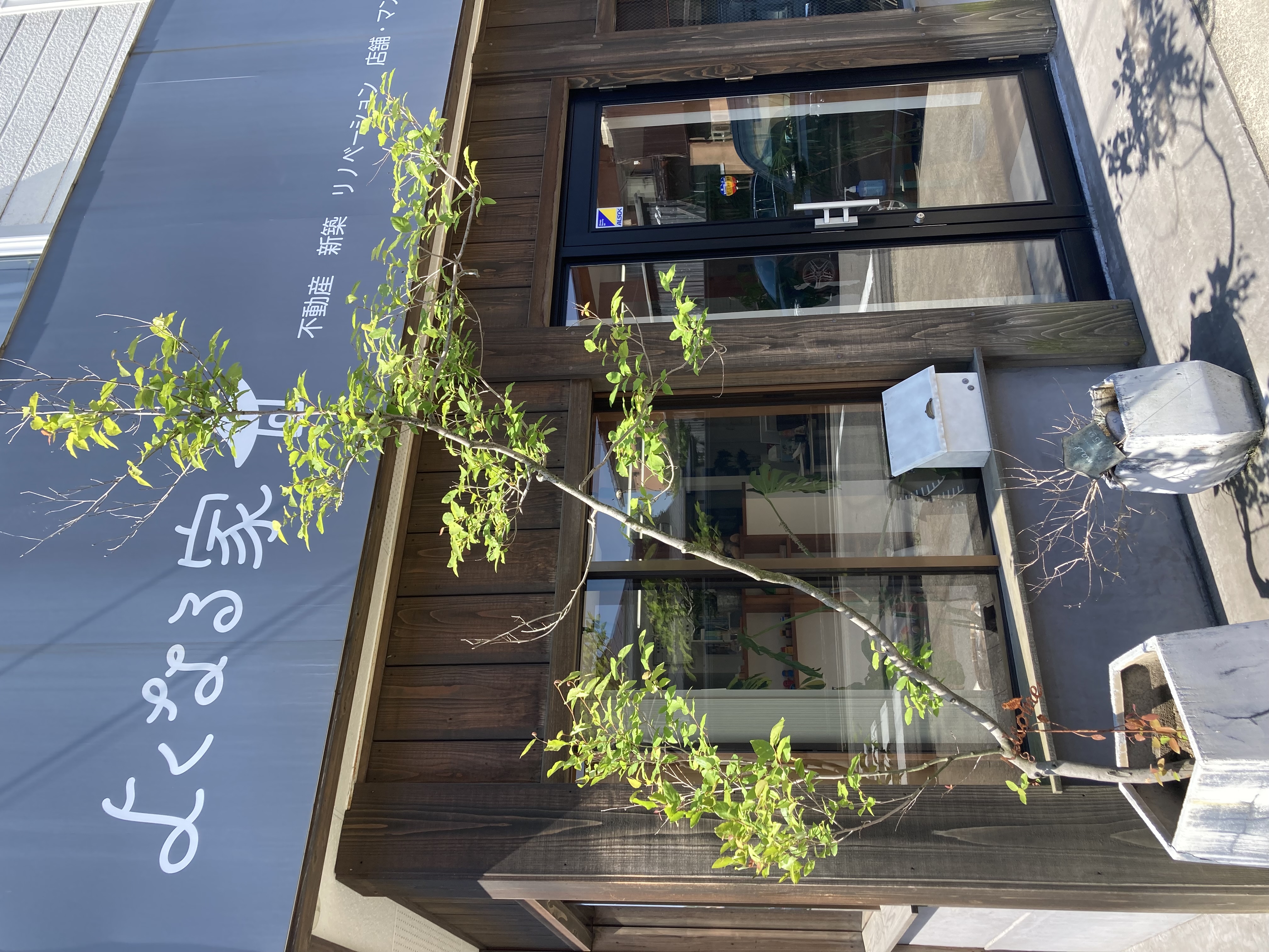 旭南に移転した際からある植木で、<br>すっっごく伸びました‼<br>もうすぐ2階に届きそうです😲