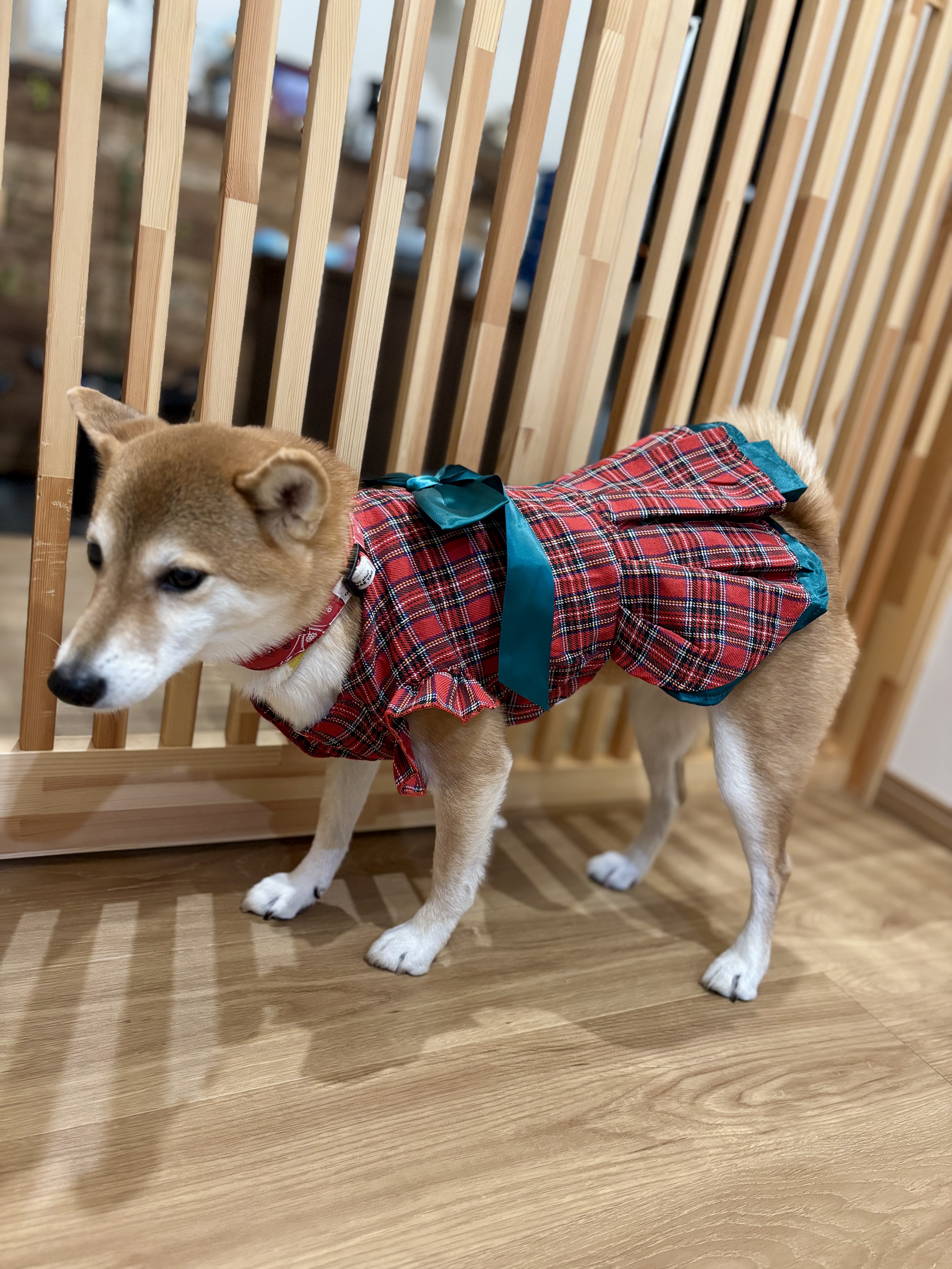 クリスマスでち