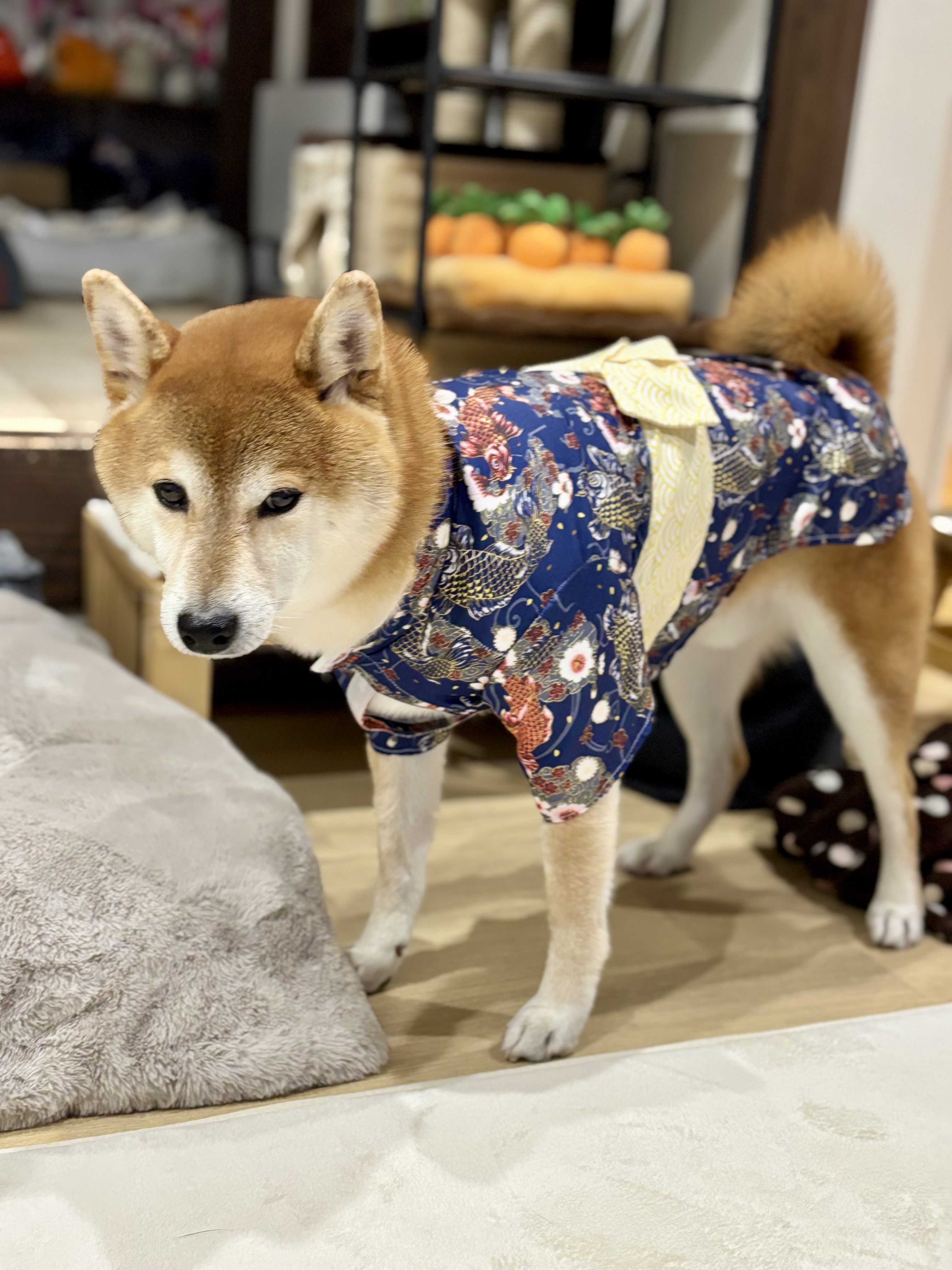 なんか着物‥キツそうじゃない⁉<br>って言わないで‥💧