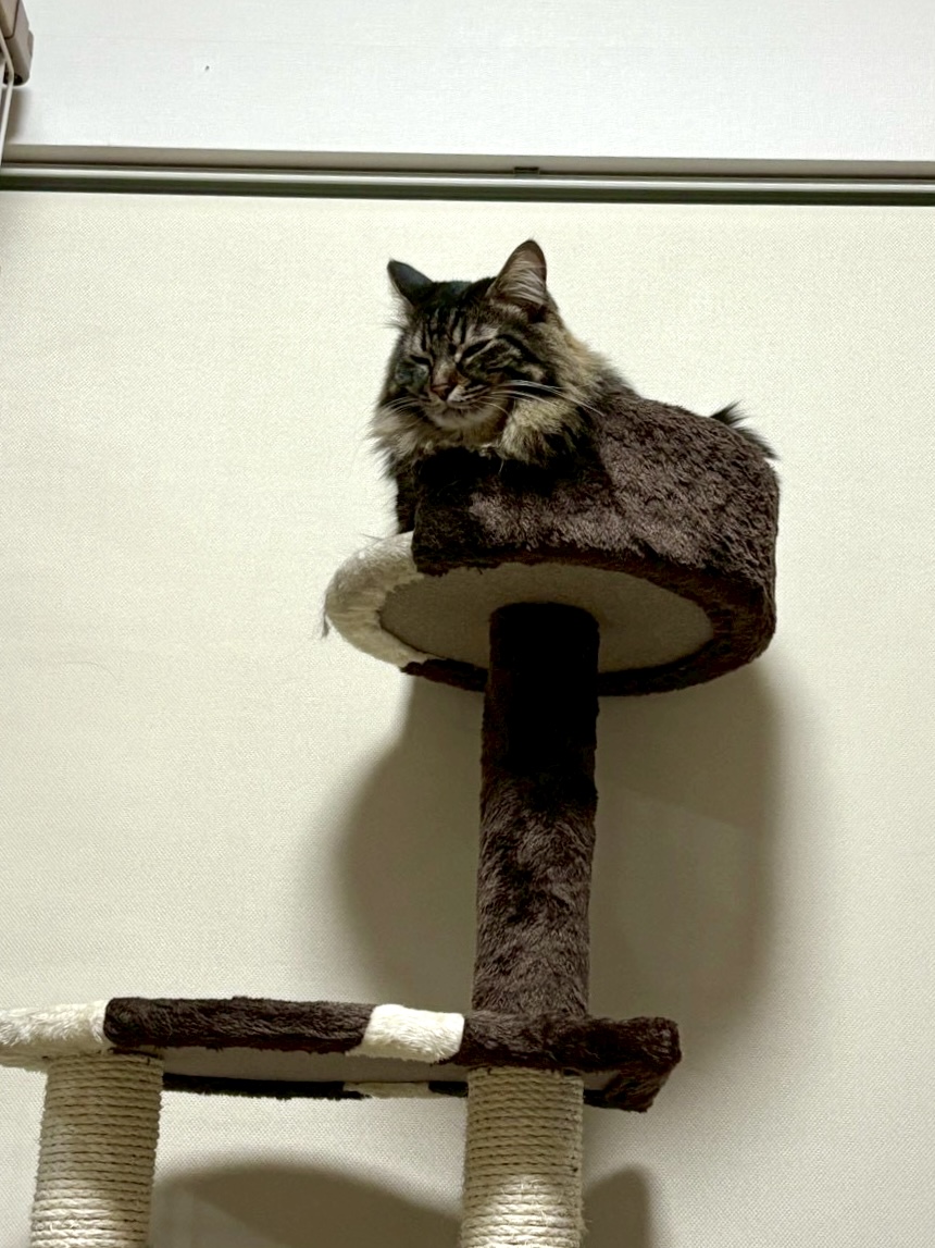 今年もマイペースに過ごしていきますわ