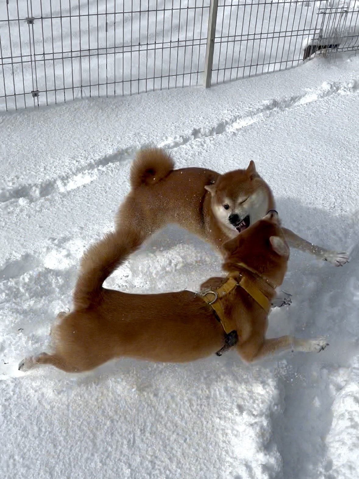 最中お嬢の顔は<br>見えませんが、<br>お互い凄い顔してます。<br>(それでもまだマシな顔を選んでます。<br>もっと凄い顔いっぱいあります。笑)<br>これでも遊んでるんです。<br>ケンカではないです。<br>‥多分‥(笑)