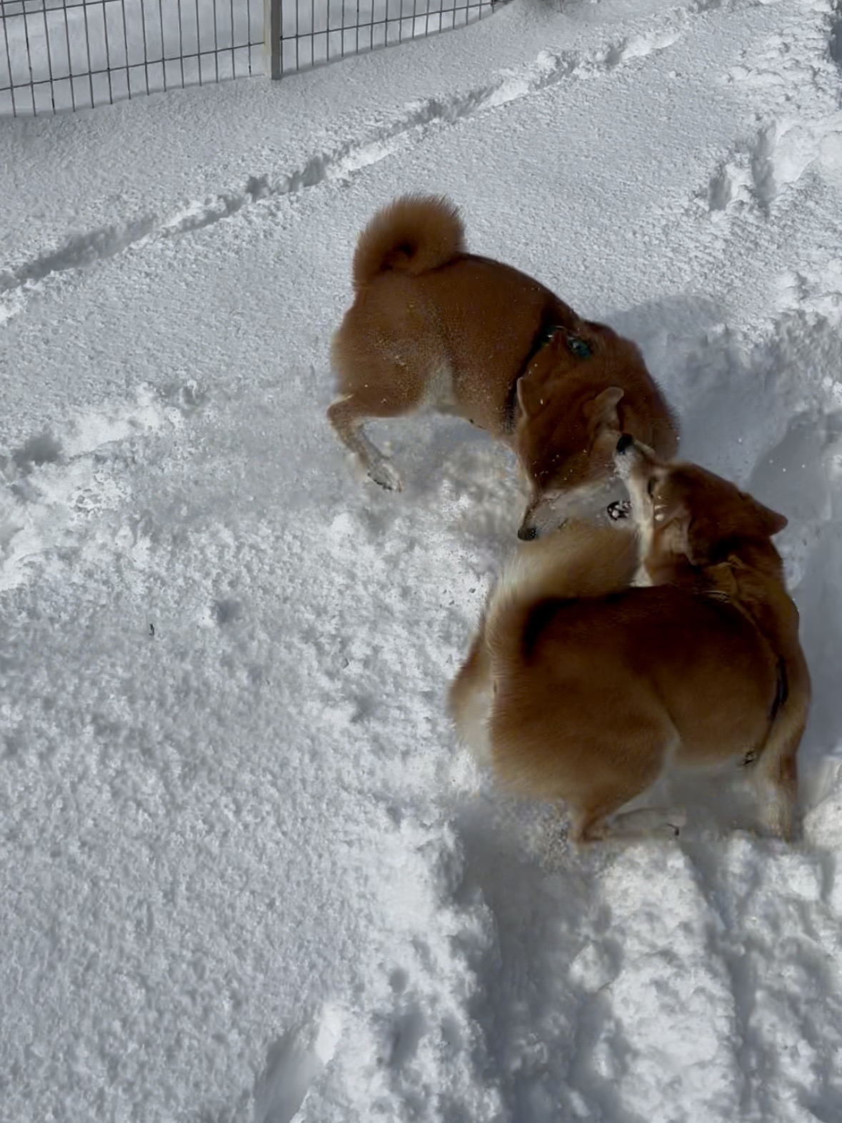 長男大豆さんは<br>妹の最中お嬢には<br>勝てません。<br><br>弱いふりをしているだけだと<br>思いたい‥(笑)