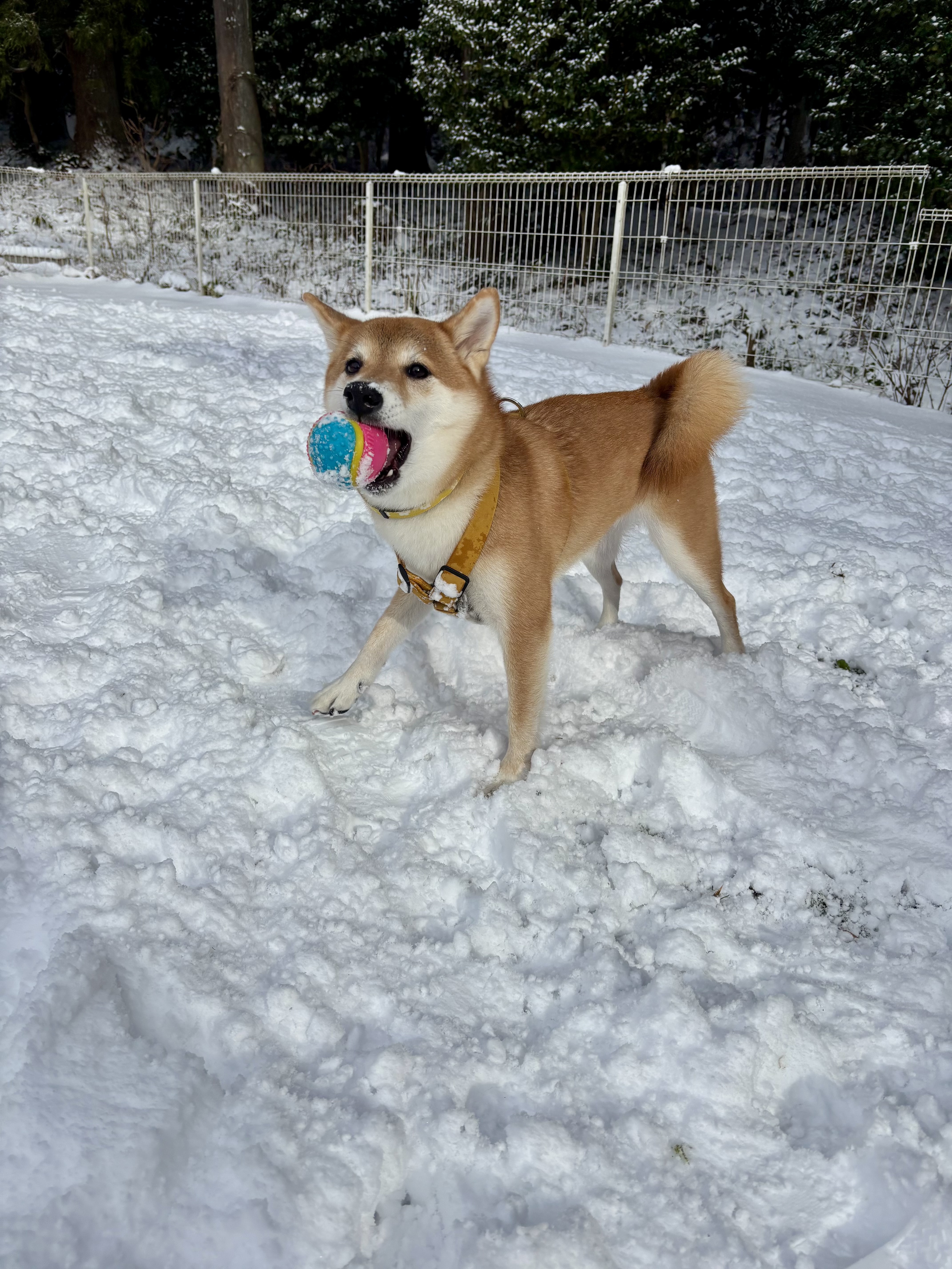 永遠に遊んでいたい最中お嬢。