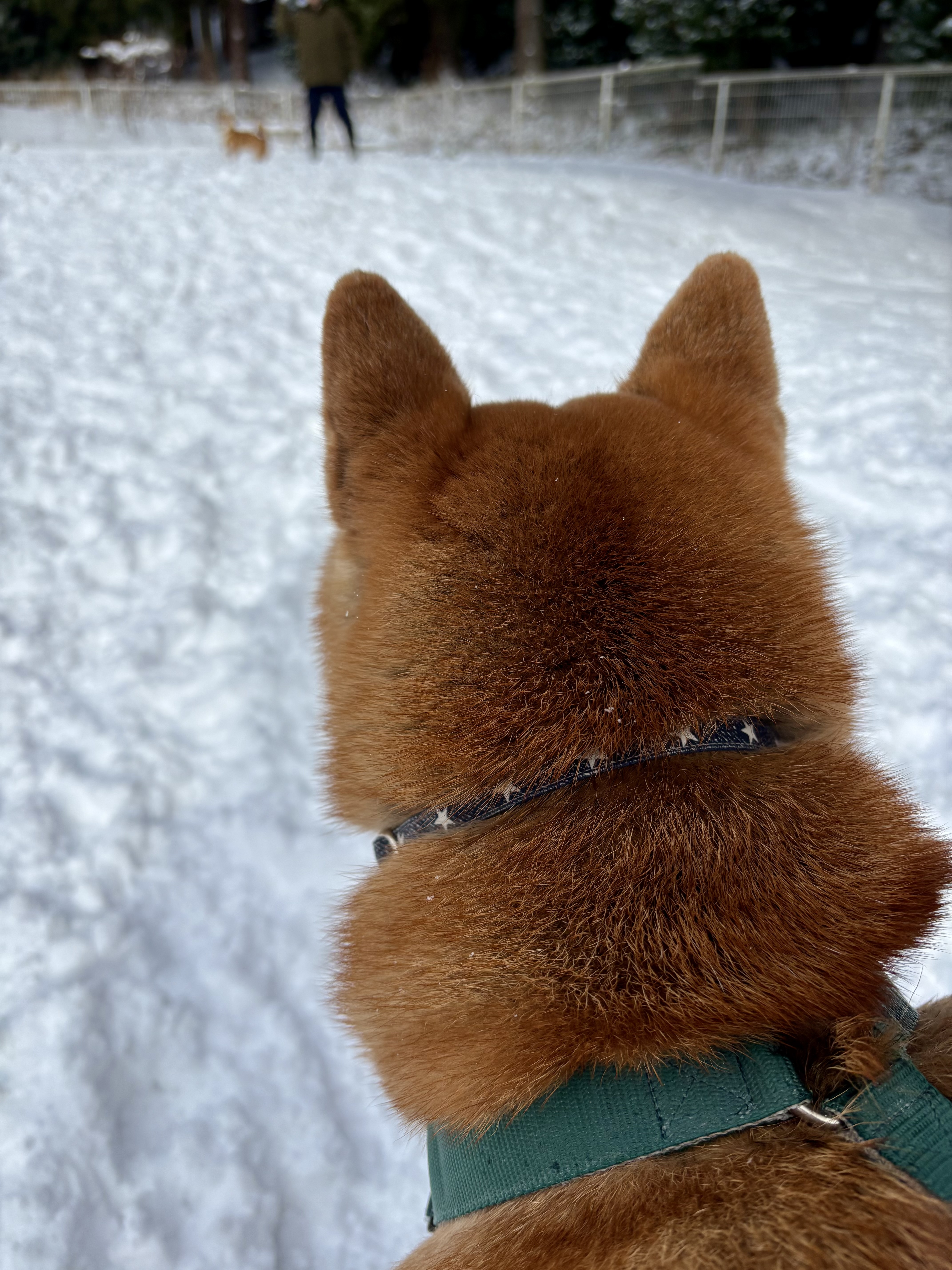 あいつ元気だなぁぁと<br>母の足元で<br>遠目から傍観している<br>大豆さん。<br><br>君は少し瘦せないといけないので<br>もっと走りなさい(笑)